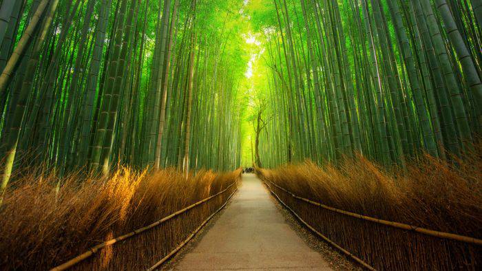 Cele mai frumoase locuri din lume   Padurea Arashiyama