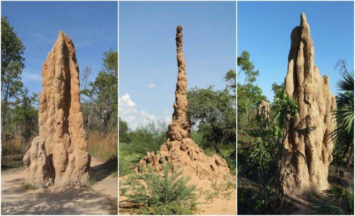 Musuroaie termite