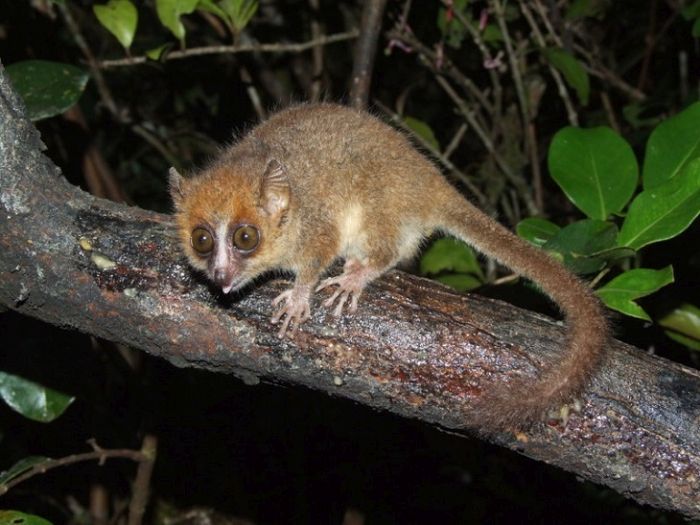 Cele mai mici animale   Lemur soarece