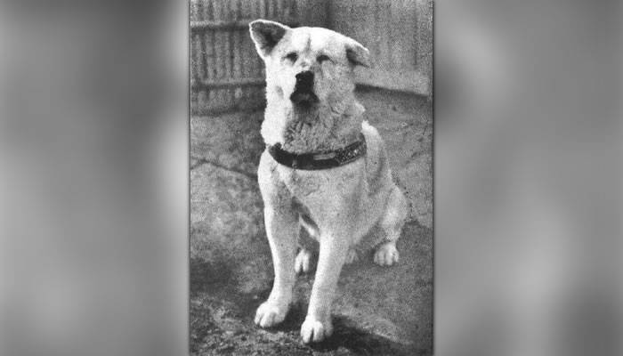 Hachiko, cel mai loial câine din lume