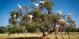 Între timp, în Maroc   Povestea curioasă a copacilor în care „cresc” capre