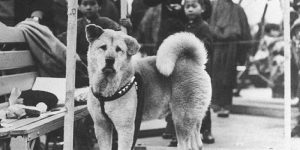 Povestea extraordinară a lui Hachiko, cel mai loial câine din lume