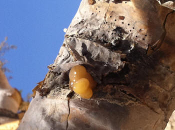 vernis de violon traditionnel arbre a myrrhe