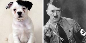 Știința confirmă: câinii pot „mirosi” oamenii răi   Incredibilia.ro