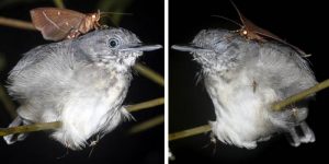 O molie, surprinsă hrănindu se cu lacrimile unei păsări care doarme